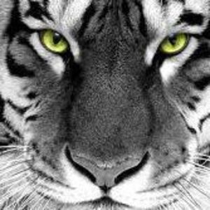 Meet your Posher, Marti